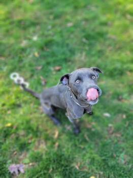 Rescue Labrador Retriever Dogs for Adoption in Chambersburg, Pennsylvania - Bob | PetCurious