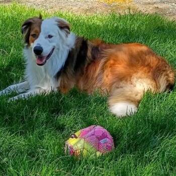 Australian Shepherd Dogs Available for Adoption in Newport, Washington - Parker | PetCurious