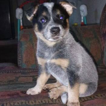 Pepper -  Australian Cattle Dog Blue Heeler and Mixed Breed Dog for Adoption in Overland Park, Kansas - Pepper | PetCurious