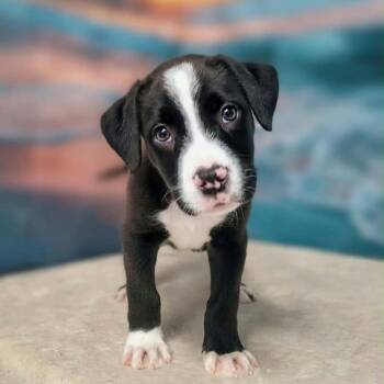 Cruz -  Hound and Mixed Breed Dog for Adoption in Griswold, Connecticut - Cruz | PetCurious