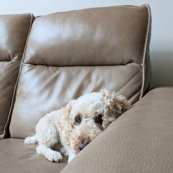 Diesel -  Miniature Poodle Dog for Adoption in Rochester, Minnesota - Diesel | PetCurious