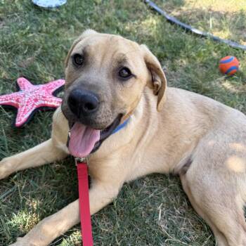 Sergeant Pepper -  German Shepherd Dog and Boxer Dog for Adoption in Richmond, Virginia - Sergeant Pepper | PetCurious