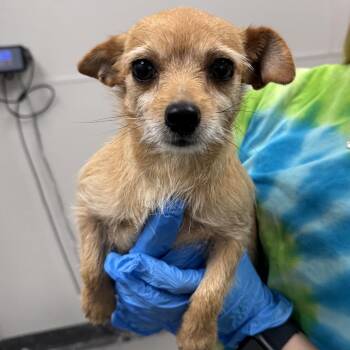 Lida Bida Boda Butt -  Mixed Breed Dog for Adoption in Columbiana, Alabama - Lida Bida Boda Butt | PetCurious