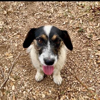 Jack Russell Terrier and Dachshund Dogs Available for Adoption in Austin, Texas - Mongoose | PetCurious