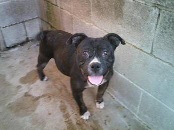 BUBBLES -  Bulldog Dog for Adoption in Sapulpa, Oklahoma - BUBBLES | PetCurious