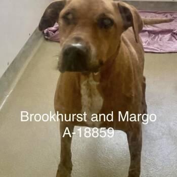 Jake -  Labrador Retriever and Mixed Breed Dog for Adoption in Westminster, California - Jake | PetCurious