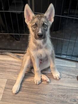 Seasmoke -  Husky Dog for Adoption in Waunakee, Wisconsin - Seasmoke | PetCurious