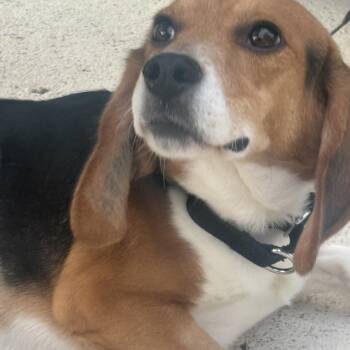 Tucker -  Beagle Dog for Adoption in South Plainfield, New Jersey - Tucker | PetCurious
