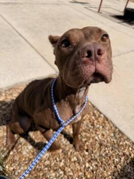 KUROMI -  Mixed Breed Dog for Adoption in Jacksonville, Florida - KUROMI | PetCurious