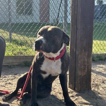 Mixed Breed Dogs Available for Adoption in Newark, New Jersey - George | PetCurious