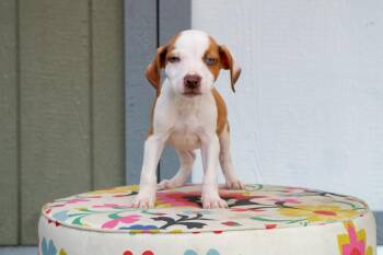 Cars Litter - Lightning McQueen -  Mixed Breed Dog for Adoption in Savage, Minnesota - Cars Litter - Lightning McQueen | PetCurious