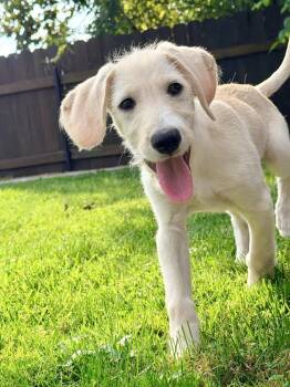 Nellie -  Goldendoodle and Labrador Retriever Dog for Adoption - Nellie | PetCurious