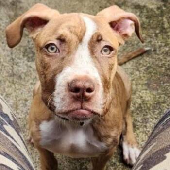 Rescue Mixed Breed Dogs for Adoption in Houston, Texas - Melo | PetCurious