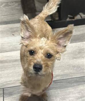 CHEDDAR- PENDING ADOPTION -  Terrier Dog for Adoption in Redlands, California - CHEDDAR- PENDING ADOPTION | PetCurious
