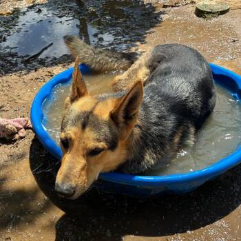 German Shepherd Dog and Mixed Breed Dogs Available for Adoption in Riverside, California - Wrangler | PetCurious