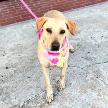 Kristy-Available Soon -  Labrador Retriever and Mixed Breed Dog for Adoption in Conway, New Hampshire - Kristy-Available Soon | PetCurious