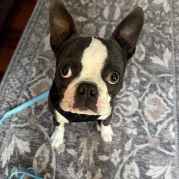 Boston Terrier Dogs Available for Adoption in Glocester, Rhode Island - Bubba | PetCurious