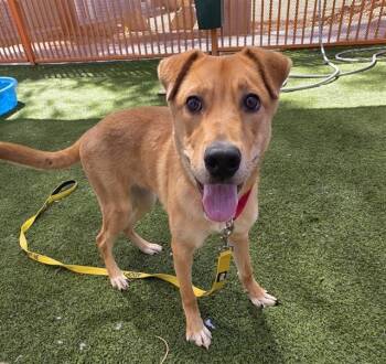 Rescue German Shepherd Dog and Mixed Breed Dogs for Adoption in Las Vegas, Nevada - FALINE | PetCurious