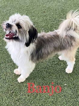 Rescue Lhasa Apso and Wheaten Terrier Dogs for Adoption - Banjo | PetCurious