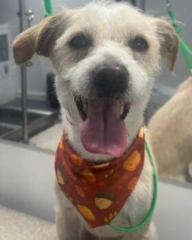 Otis -  Terrier Dog for Adoption in Corona, California - Otis | PetCurious
