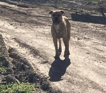 Mixed Breed Dogs Available for Adoption - BRAVO | PetCurious