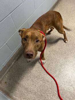 Pit Bull Terrier Dogs Available for Adoption in Troy, Ohio - Brownie | PetCurious