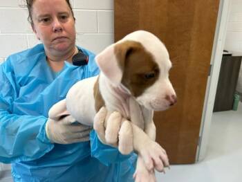 JAZZY -  Pit Bull Terrier and Mixed Breed Dog for Adoption in Ocala, Florida - JAZZY | PetCurious