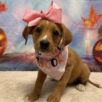 Autumn CS -  Beagle and Pit Bull Terrier Dog for Adoption in Columbia, Maryland - Autumn CS | PetCurious