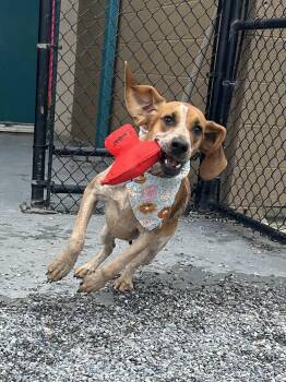 Rescue Redbone Coonhound Dogs for Adoption in Marion, North Carolina - May-Belle | PetCurious