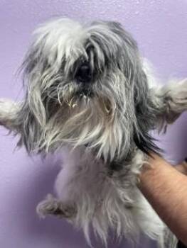 Shih Tzu and Mixed Breed Dogs Available for Adoption - 60781960 | PetCurious