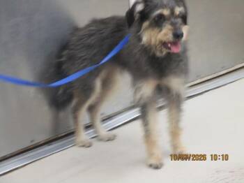 Susie(316) -  Terrier Dog for Adoption in Marietta, Georgia - Susie(316) | PetCurious
