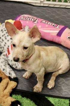 Trudy -  Chihuahua and Rat Terrier Dog for Adoption in Tucson, Arizona - Trudy | PetCurious