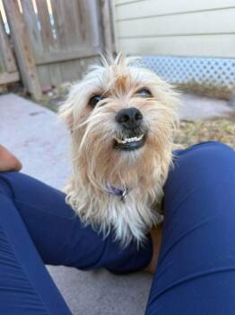 Smiley -  Cairn Terrier Dog for Adoption in Harlingen, Texas - Smiley | PetCurious