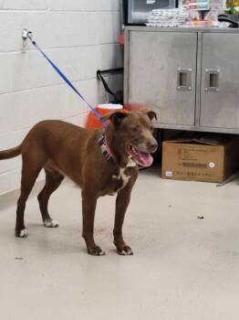 (55) -  Labrador Retriever Dog for Adoption in Marietta, Georgia - (55) | PetCurious