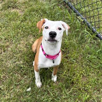 Topanga -  Terrier Dog for Adoption in Shepherdsville, Kentucky - Topanga | PetCurious