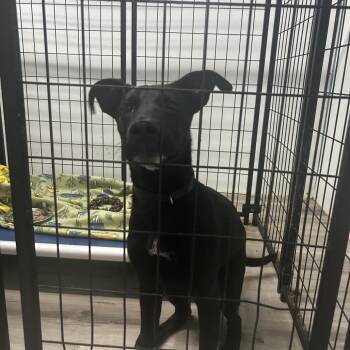Midnight Marvin -  Black Labrador Retriever and Mixed Breed Dog for Adoption in St. Louis, Missouri - Midnight Marvin | PetCurious