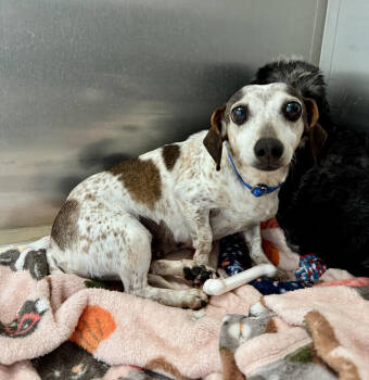 Rescue Dachshund Dogs for Adoption in Kalamazoo, Michigan - Freckles | PetCurious