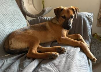Rescue Black Mouth Cur and Hound Dogs for Adoption in Washington, District Of Columbia - Pup Amelia | PetCurious