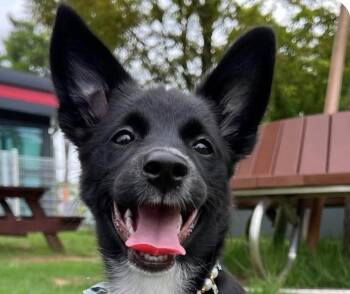 Cody -  Collie and Jindo Dog for Adoption in San Ramon, California - Cody | PetCurious