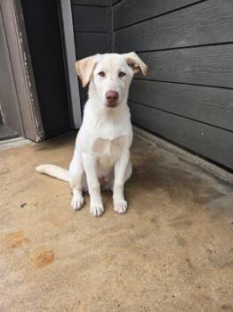 Husky Dogs Available for Adoption in San Antonio, Texas - AKINAI | PetCurious