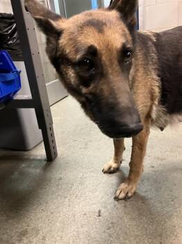 COYOTA -  German Shepherd Dog Dog for Adoption in Dallas, Texas - COYOTA | PetCurious