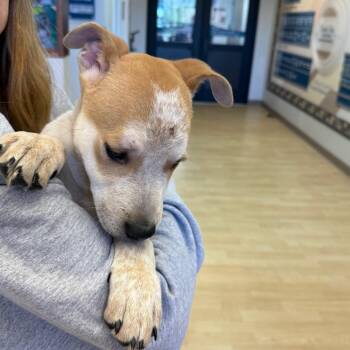 Echo Ray -  Cattle Dog Dog for Adoption in Great Falls, Montana - Echo Ray | PetCurious