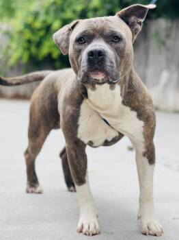 AC-4476 "Piggly" -  Pit Bull Terrier Dog Available for Adoption in Conyers, Georgia - AC-4476 "Piggly" | PetCurious
