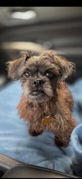 Coco -  Shih Tzu Dog for Adoption in Detroit, Michigan - Coco | PetCurious