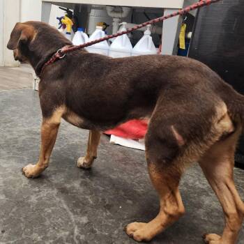 Coco -  Mixed Breed Dog for Adoption in Evensville, Tennessee - Coco | PetCurious