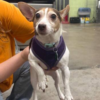 Angel -  Jack Russell Terrier Dog for Adoption in Corbin, Kentucky - Angel | PetCurious