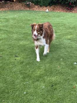 Astro #5263 -  Australian Shepherd and Border Collie Dog for Adoption in Ontario, California - Astro #5263 | PetCurious