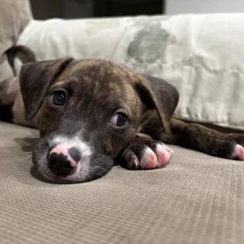 Toro* -  Pit Bull Terrier Dog for Adoption in San Gabriel, California - Toro* | PetCurious