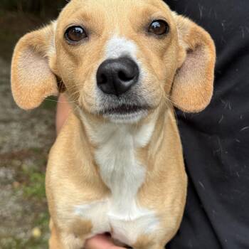 Dachshund Dogs Available for Adoption in Mobile, Alabama - Sophie | PetCurious