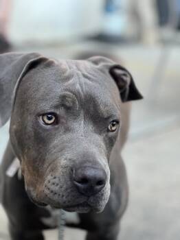 Rescue Mixed Breed Dogs for Adoption in Mount Royal, Quebec - Dexter | PetCurious